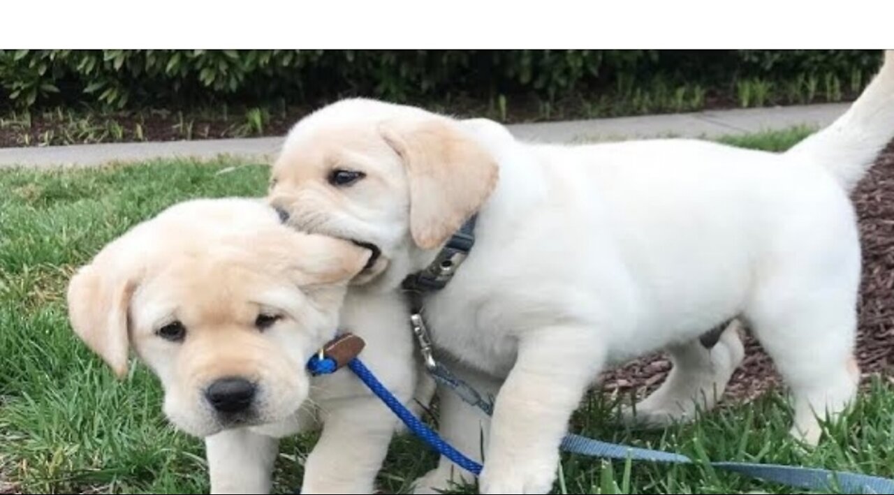 Funniest Cutest Labrador Puppies Funny Puppy Videos