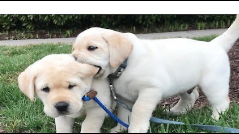 Funniest Cutest Labrador Puppies Funny Puppy Videos