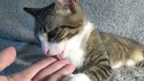 Small Cat Licks My Hand and Is Startled by Noises