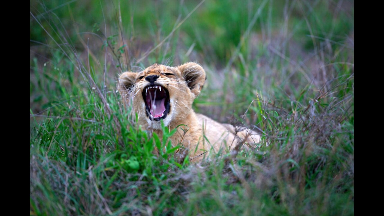 Cute baby animals Videos Compilation| Cute moment of the animals - Animal Lovers