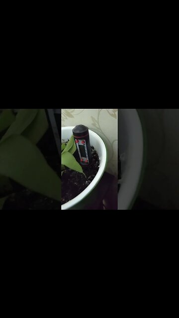 Что это и как это устройство помогает цветку ❔🌿