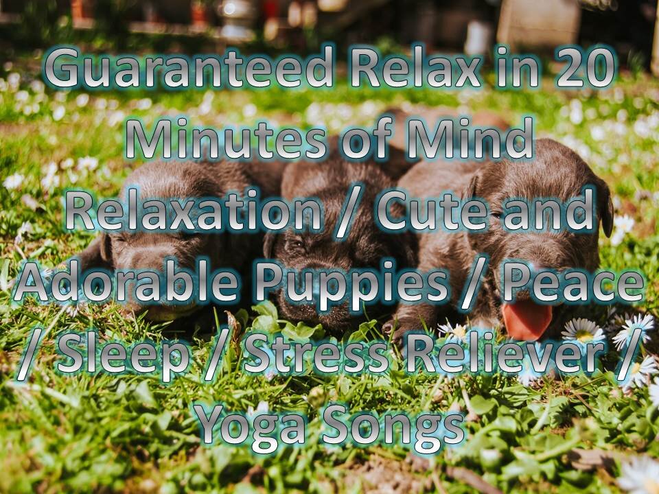 20 Minutes of Mind Relaxation / Cute and Adorable Puppies / Peace / Sleep / Stress Reliever / Yoga