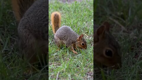 Thank God I’m a country Squirrel 🐿️ #squirrel #cats #rottweiler #love #nature