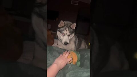 Husky wants to play late at night #cutedogs #husky #dogs #funnydogs #funnyhuskyvideo#talkinghusky