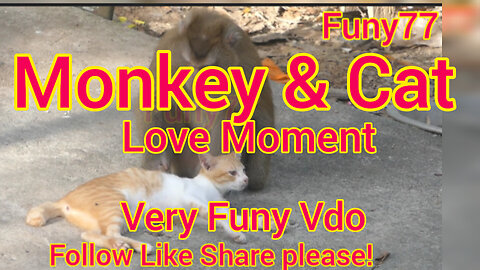 Monkey & Cat Love Moment!