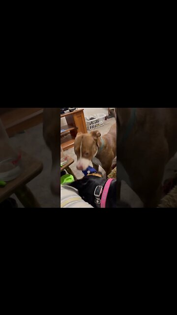 Daisy and Nala playing