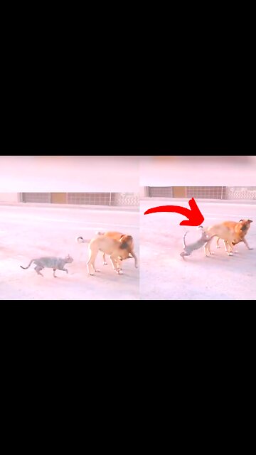 Funny Cat Attacks On Dogs