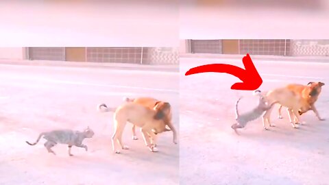 Funny Cat Attacks On Dogs