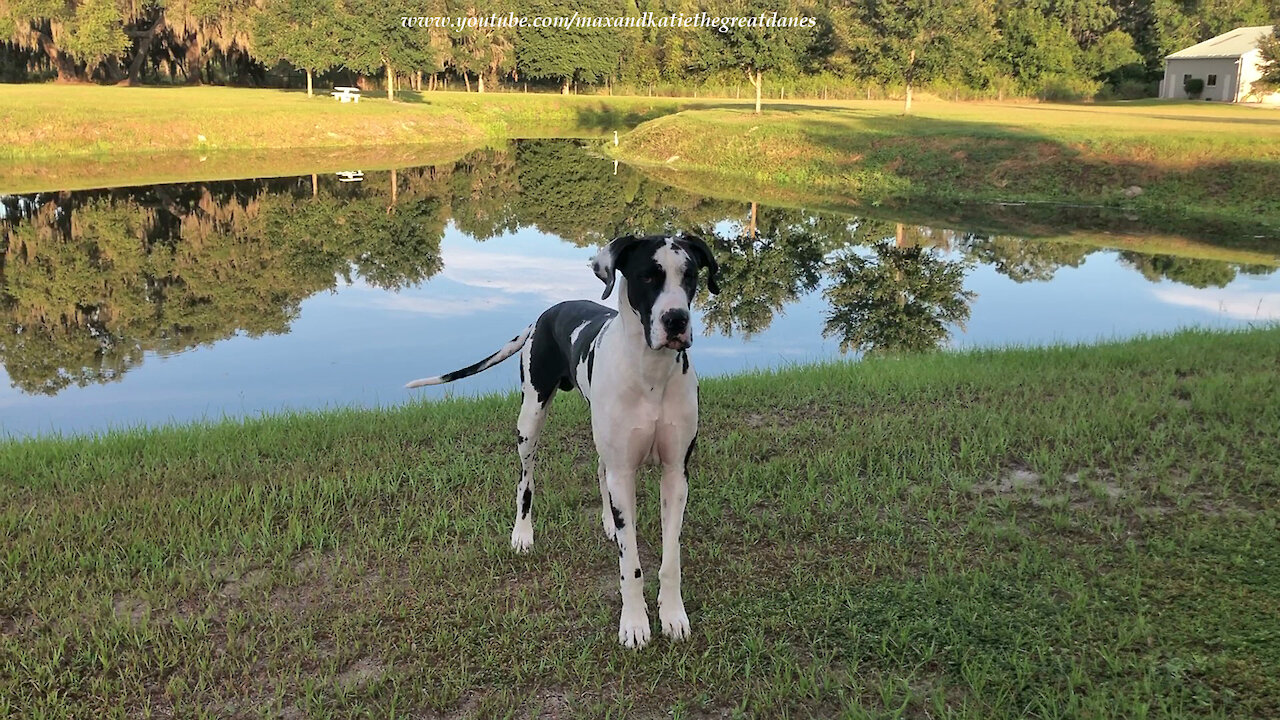 Speedy Great Danes Run Morning Zoomies Around Peaceful Pond