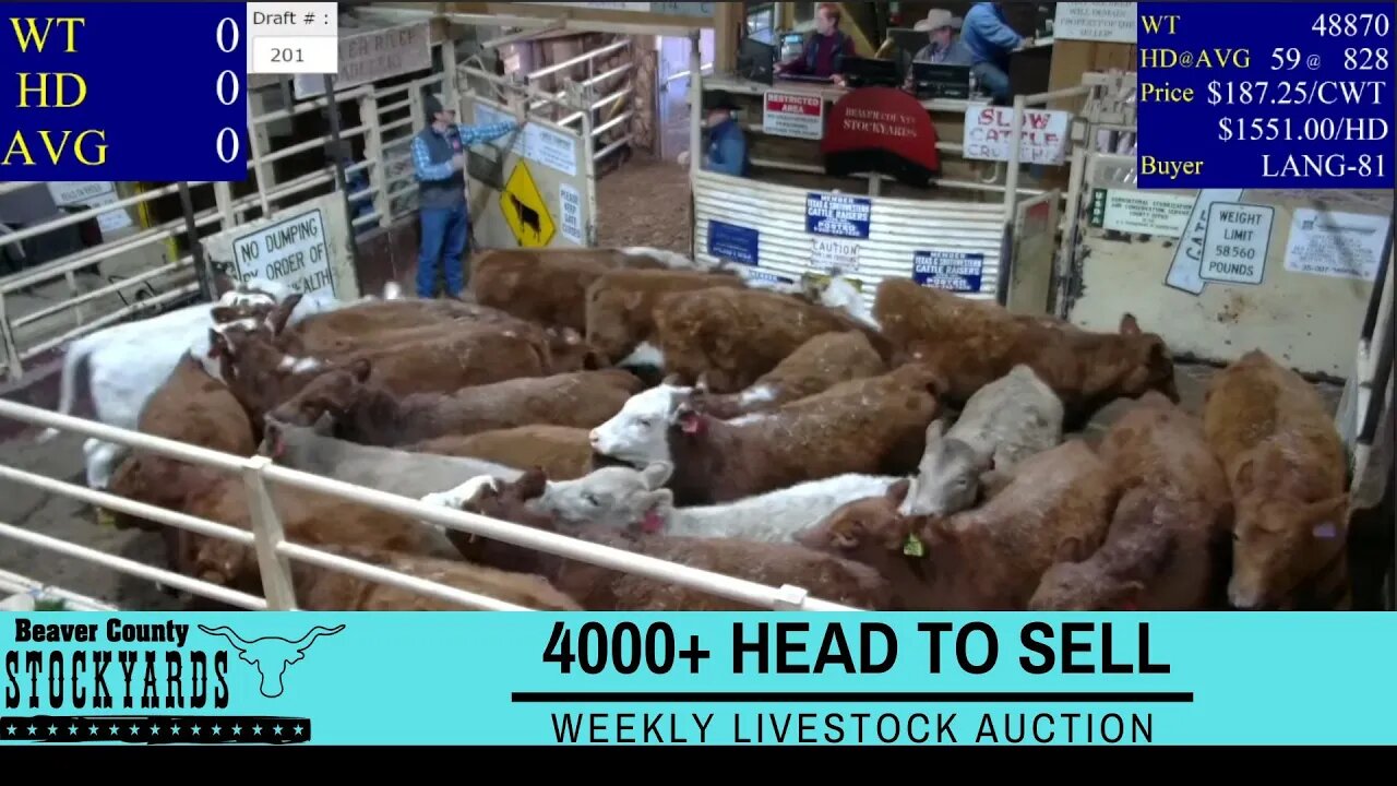 12/13/2022 - Beaver County Stockyards Livestock Auction