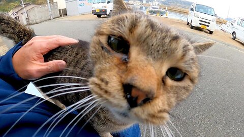 When I stroked the cat sitting on the bench, the cat gladly got on my lap.