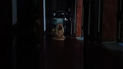 dog , shorts