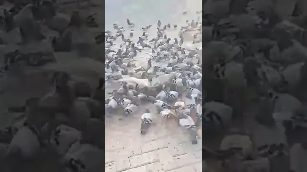 merpati di Masjidil Haram