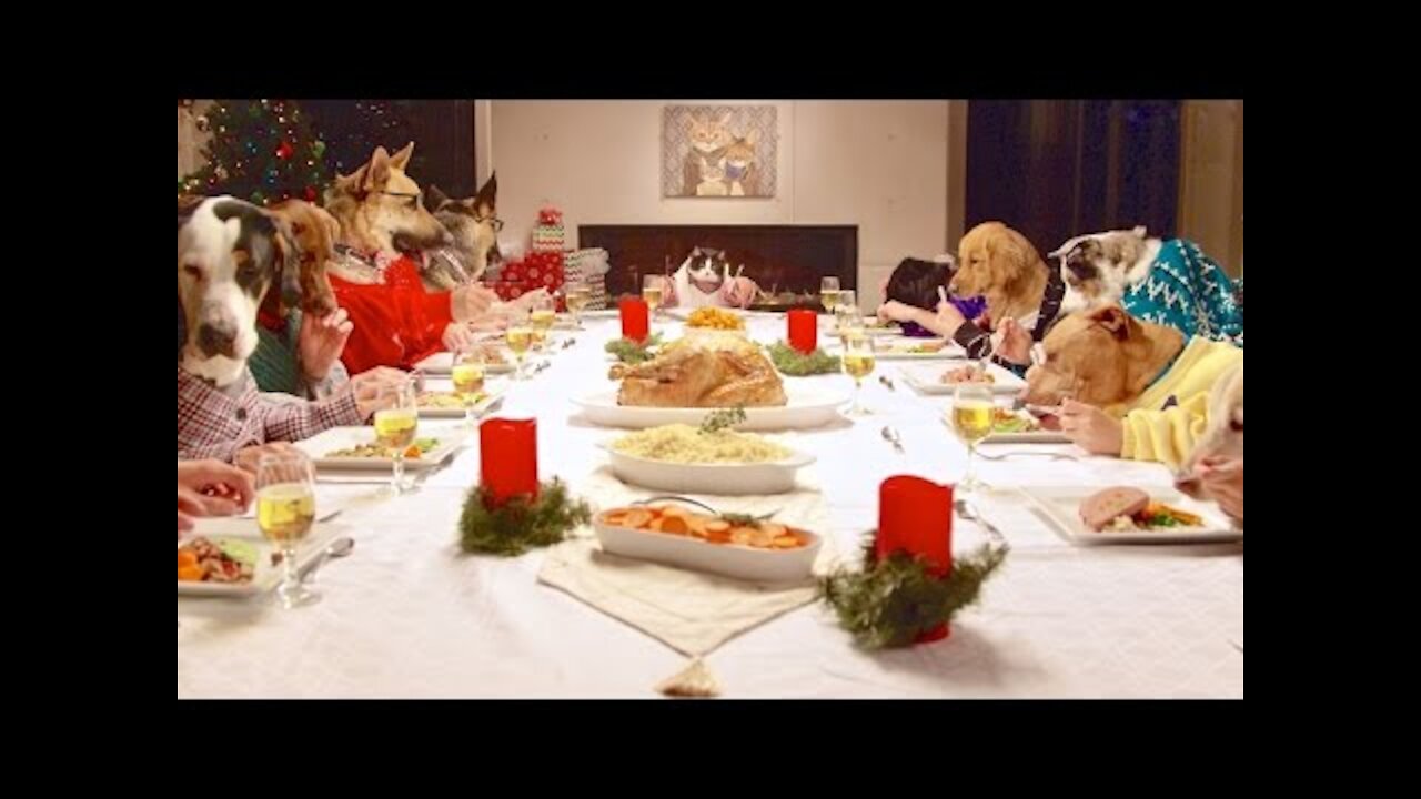 Freshpet Holiday Feast - 13 Dogs and 1 Cat Eating with Human Hands