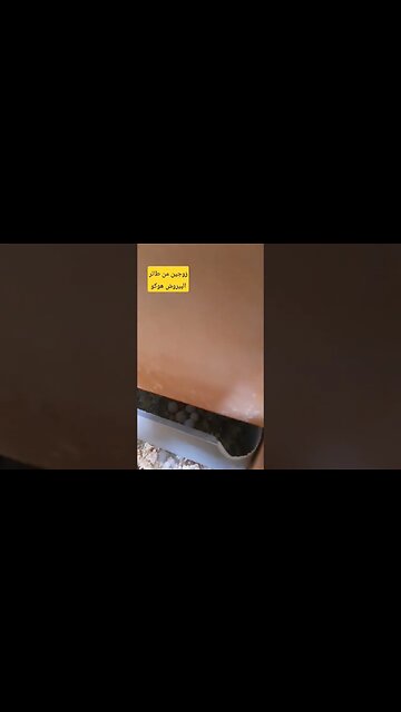 زوجين من طائر البيروش هوكو كيوت روعة