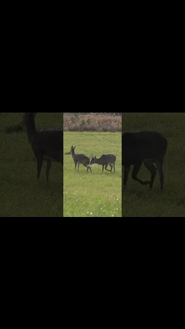 Peak rut action here in Wisconsin #shorts #ruthunt #deer #deerhunting