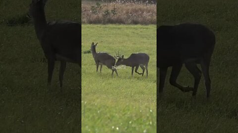 Peak rut action here in Wisconsin #shorts #ruthunt #deer #deerhunting