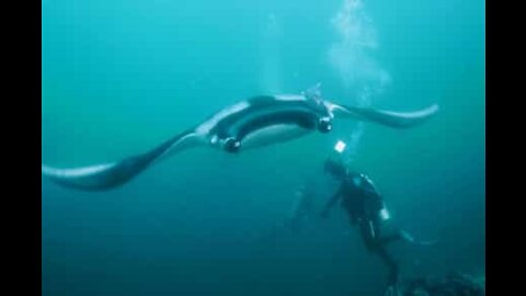 Have you ever seen a bigger manta ray?