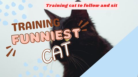 Funniest Cat Training | Training Cat To Follow And Sit