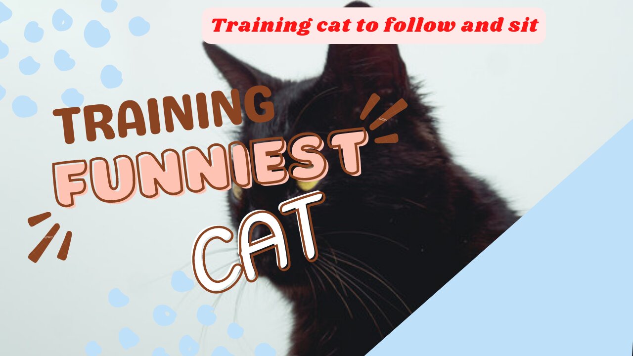 Funniest Cat Training | Training Cat To Follow And Sit
