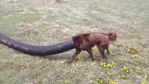 A Funny Dog Runs Around With A Huge Tube On His Head