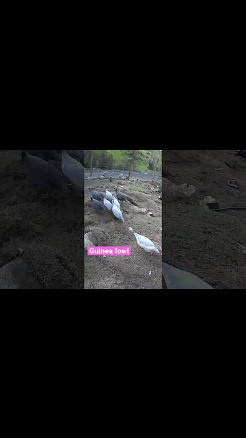 Farm cameras monitoring guinea fowl