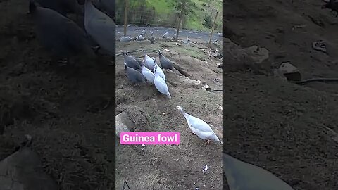 Farm cameras monitoring guinea fowl