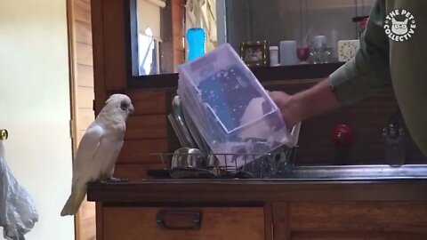 Try Not To Laugh | Funny Birds Video Compilation