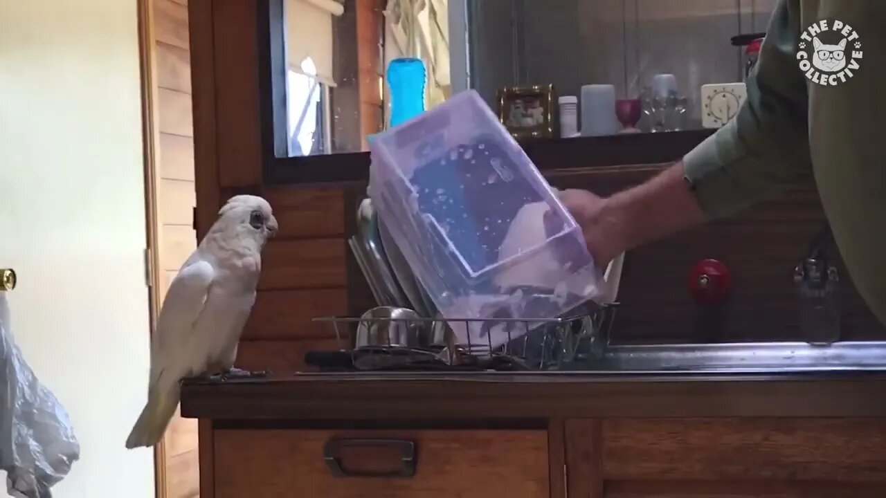 Try Not To Laugh | Funny Birds Video Compilation