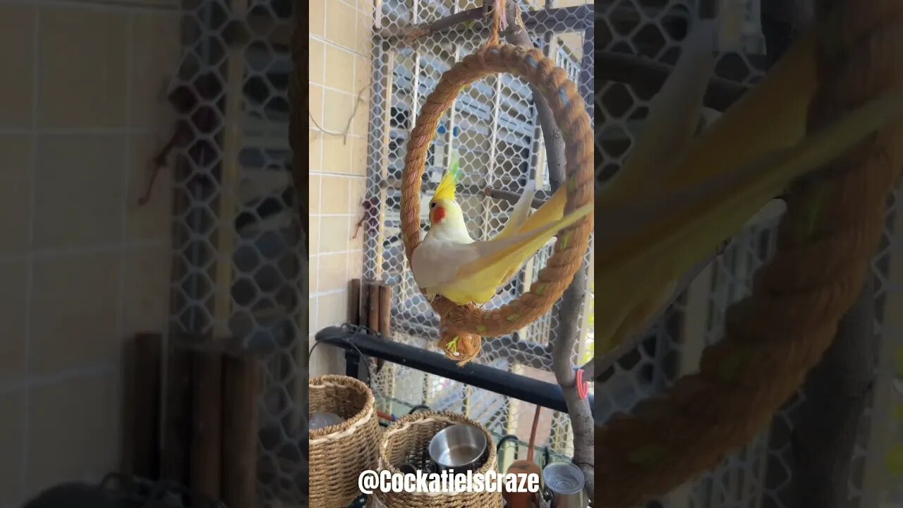 Cute Cockatiel enjoying swing😊