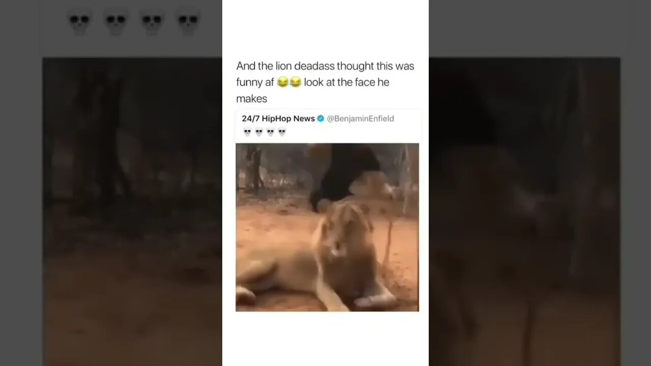 Lion pranks 💯👌😂😂🦁 #shorts #shortsvideo #lion