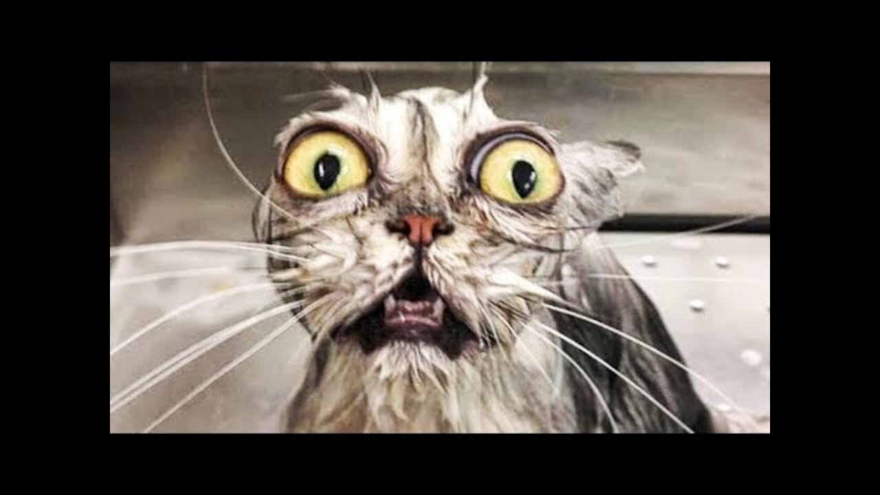 The best funny videos of pets of the month - Dogs 🐶 And cats 😹 Making jokes