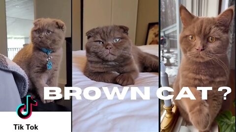 Have you ever seen so many Brown cats in one video? #shorts