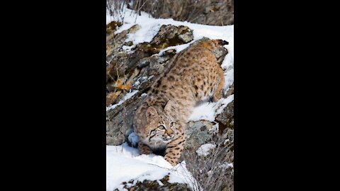 Incredible footage of BobCat taking down a deer 5× its size😱