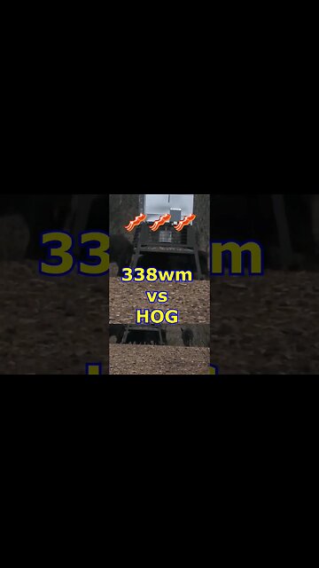 338 Win Mag vs Hog at 100 yds!!! #shorts