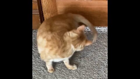 Funny Cat Chasing His Tail