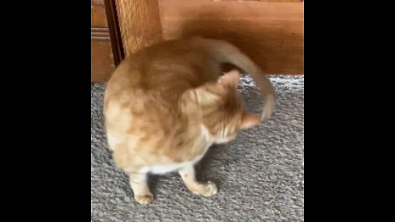 Funny Cat Chasing His Tail