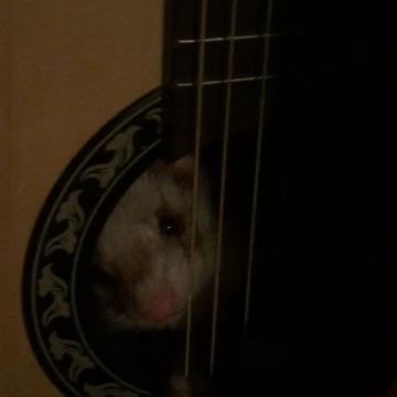 Surprise Ferret In A Guitar