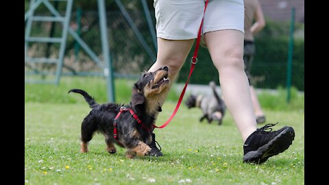 Basic Dog Training: #10 Essential Commands Every Dog Should Know!