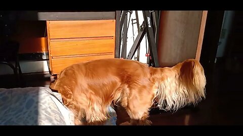 #dogshow , #animals , #dogs