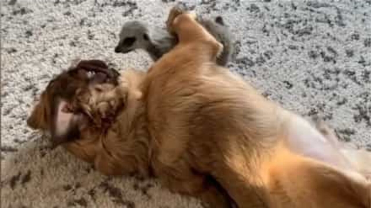 The unlikely friendship between a meerkat and dogs