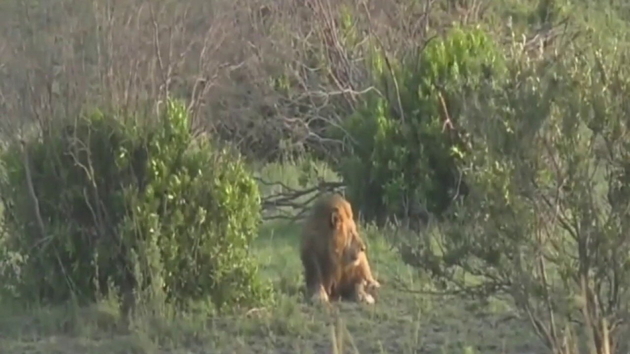 Sept 23 2017- Sunrise -Brent has located one of the Black Rock Male Lions in the Maasai Mara