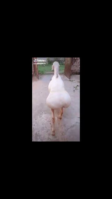 Weird sheep shaking its butt - original 2021