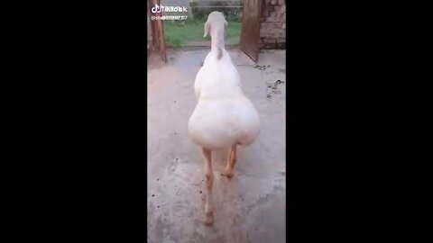 Weird sheep shaking its butt - original 2021