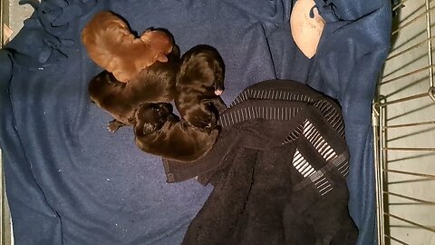 cozy sleeping OBI2023 BABY PATTERDALE TERRIERS day 3: size difference types BSL hunting working fell