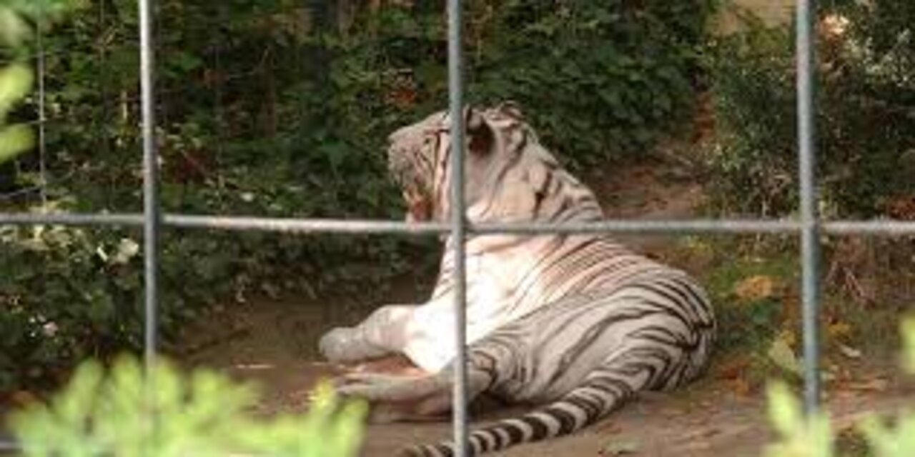 White tiger kill man
