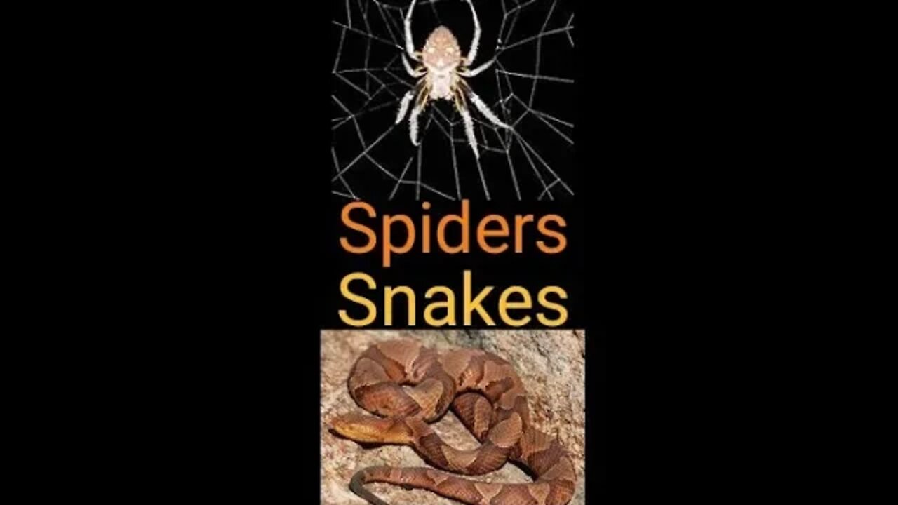 Snakes and Spiders Outdoor Tips