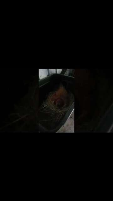 Good morning Forest Day 12 sitting on eggs