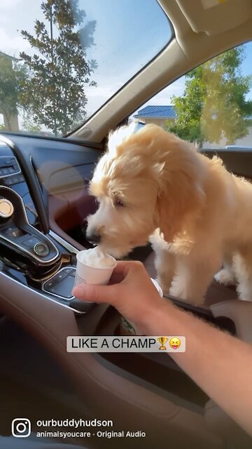 Puppy discovers the famous Starbucks puppuccino. Licks and makes noises in extreme excitement.
