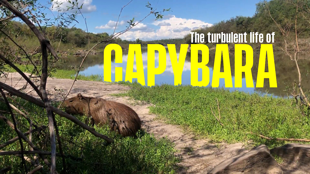 The turbulent life of capybara